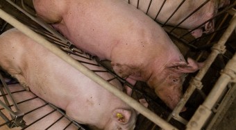 Tierschutz-Aktion beim Landwirtschaftsgipfel