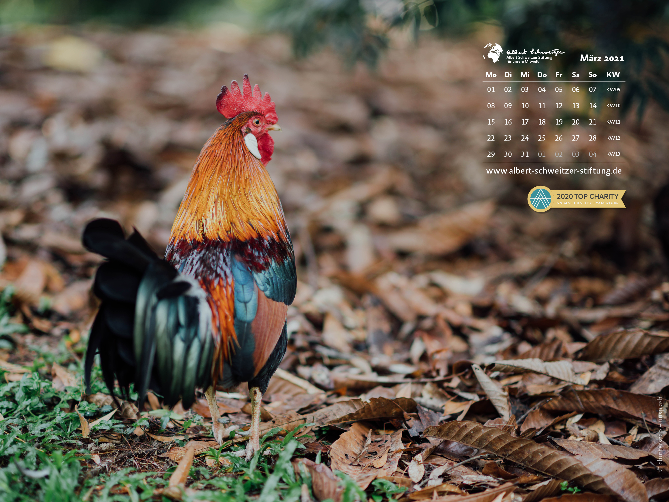 Tierkalender 4:3