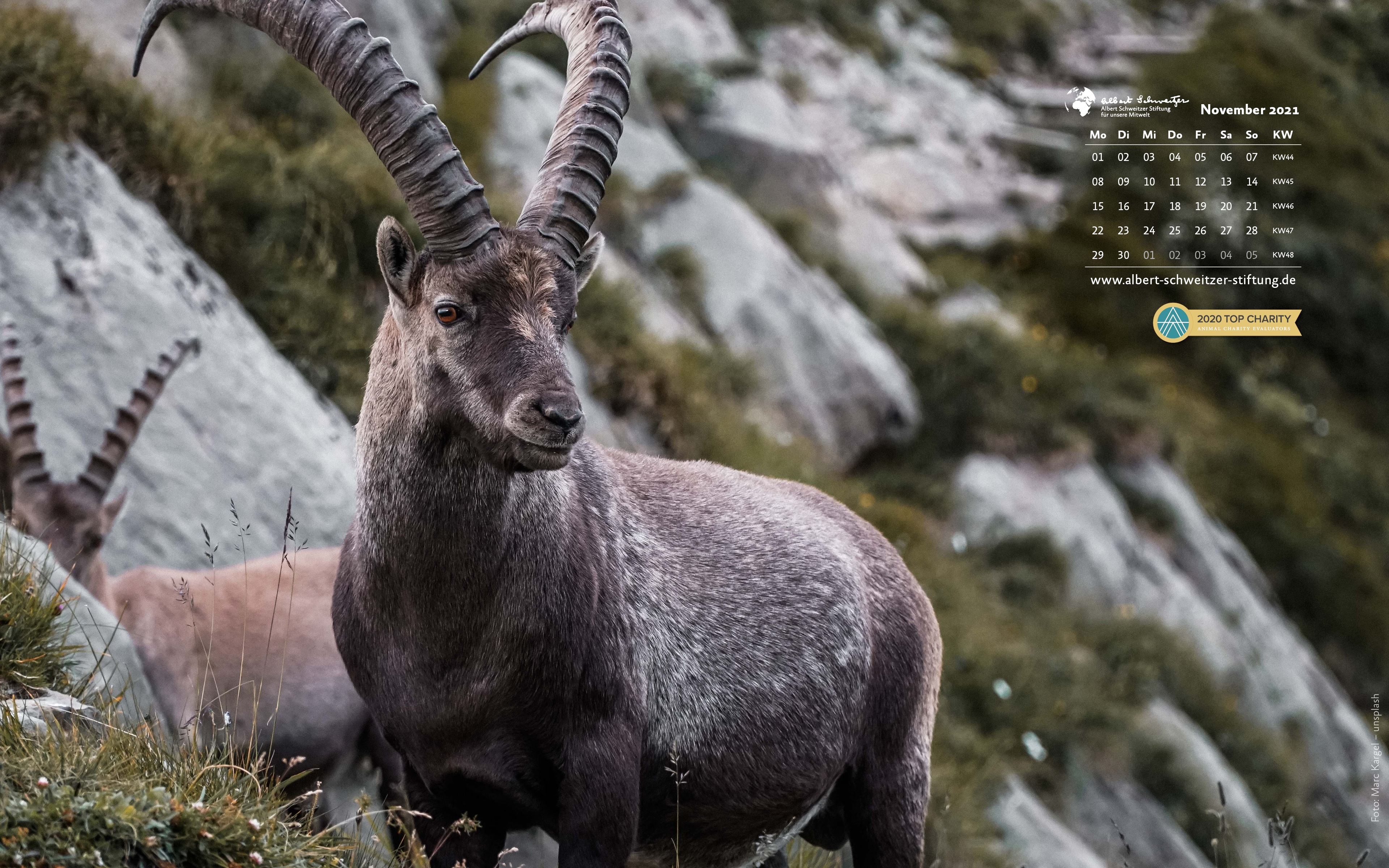 Tierkalender 16:10