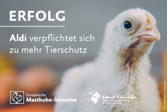 Erfolg: Aldi schließt sich Masthuhn-Initiative an