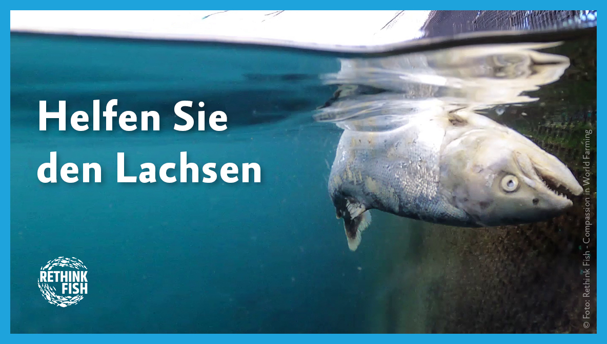 Petition Helfen Sie den Lachsen