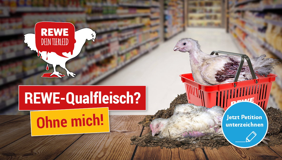 Petition: Rewe-Qualfleisch? Ohne mich!