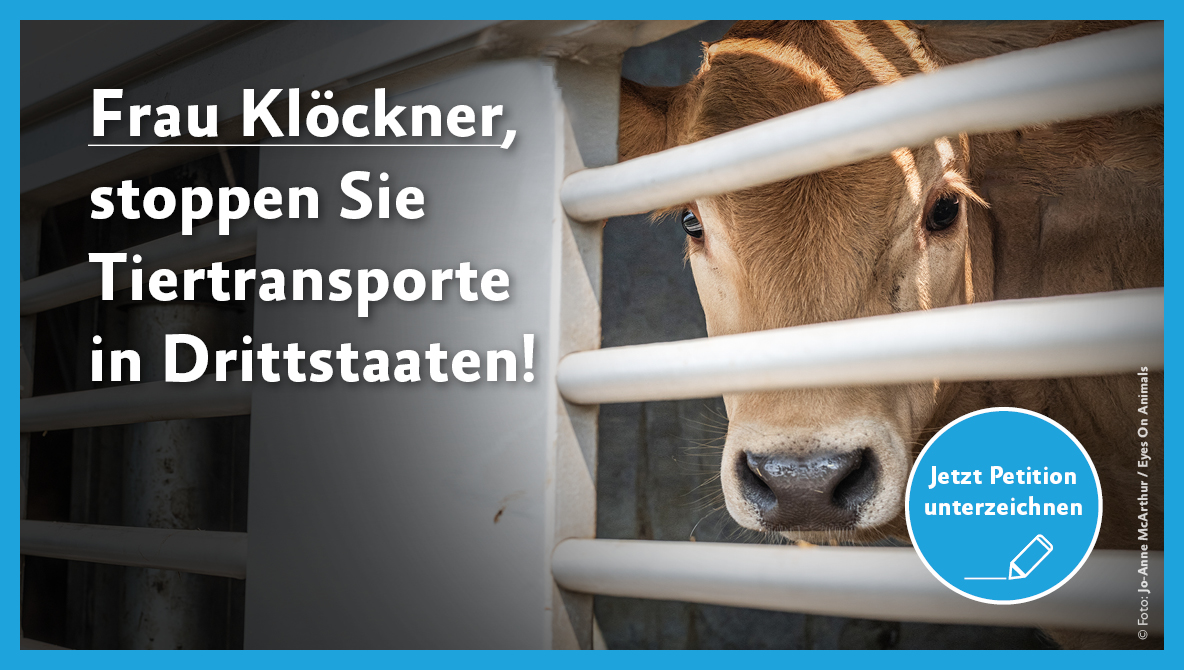 Petition Tiertransporte in Drittländer