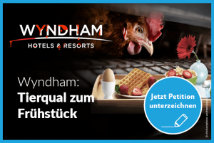 Wyndham, halte dein Versprechen!