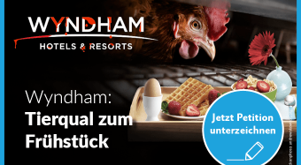 Wyndham, halte dein Versprechen!