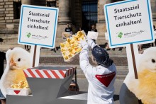 Kükenurteil: Stärkung des Tierschutzes
