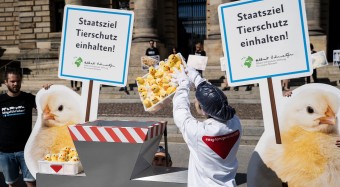 Kükenurteil: Stärkung des Tierschutzes