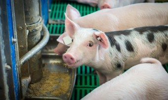 Dem Fleisch-Wachstum ein Ende setzen
