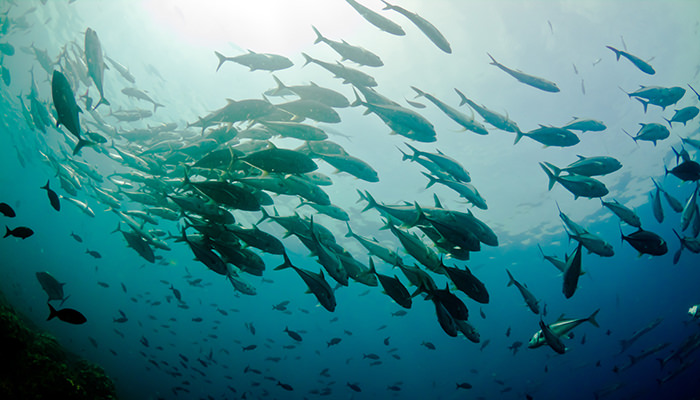 Bilder Von Fischen Im Allgau