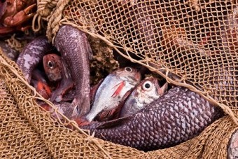 Beifang und Überfischung