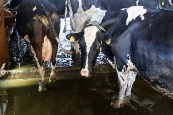 Qualvolle Bedingungen bei Hartkäse