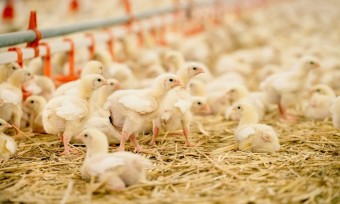 Masthühner: KFC hebt Haltungs-Standards an