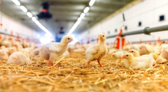 Masthuhn-Initiative: Transgourmet liefert