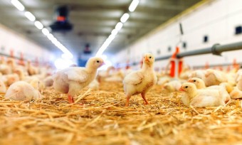 Masthuhn-Initiative: Transgourmet liefert