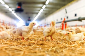 Masthuhn-Initiative: Transgourmet liefert