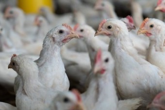 Masthuhn-Initiative: Klüh und SV Group dabei