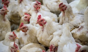 Aramark schließt sich Masthuhn-Initiative an