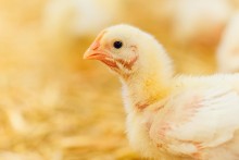 Domino’s hebt Tierschutzstandards