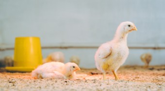 Masthuhn-Initiative: 2 Neuzugänge