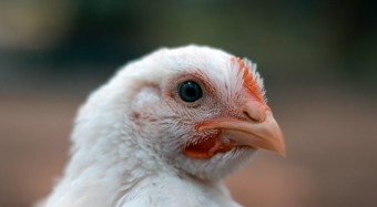 Continental Foods tritt Masthuhn-Initiative bei