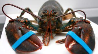 Gericht erkennt Leiden der Hummer an