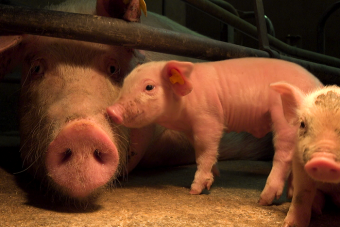 End the Cage Age: So leben Muttersauen