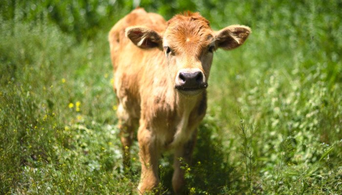 Kalb auf einer Wiese
