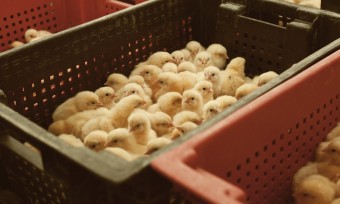 Tierschutzgesetz: Wirtschaft raus
