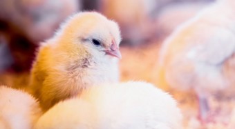 Unilever: mehr Tierschutz & vegan