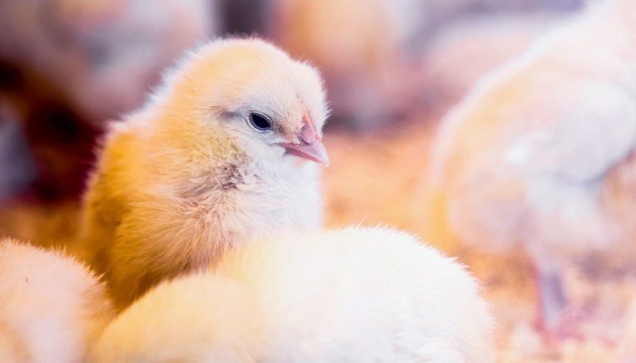 Hühnerküken: Unilever erhöht seine Tierschutzstandards