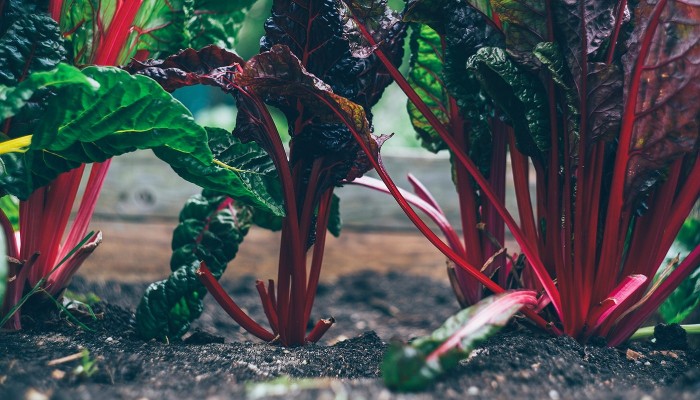 Biozyklisch veganes Gemüse