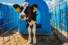 End the Cage Age: Appell an Zukunftskommission