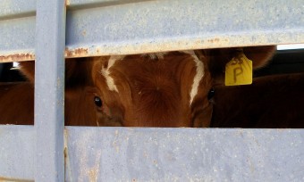 Tiertransporte: Schritte in die richtige Richtung