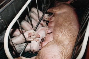 Gutachten: Kastenstände sind illegal
