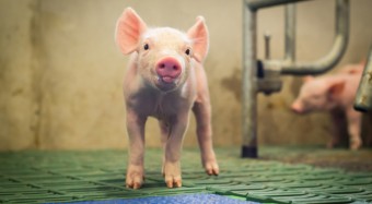 Umbau der Tierhaltung rechtlich möglich