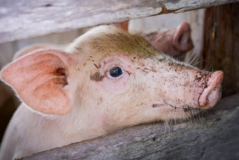 Tierwohlkennzeichen: Keine Kompromisse