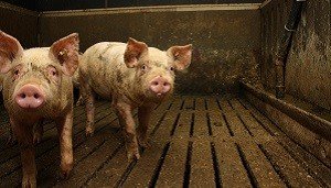 Freier Schweinemas