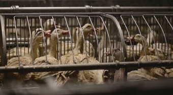 Historisch: Über 1,5 Mio. Menschen gegen Käfige
