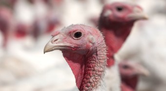 Verbandsklage gegen Puten-Massentierhaltung