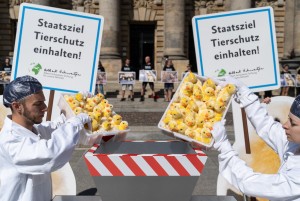 Kükenurteil: Negatives & Positives
