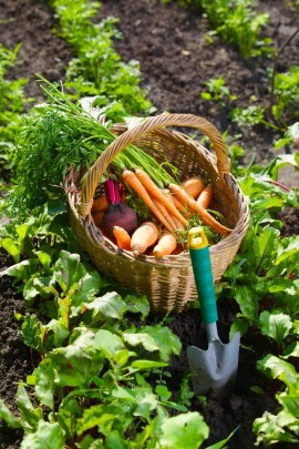 Bio-veganer Landbau