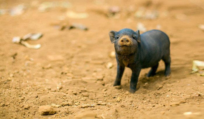 Ferkel schaut