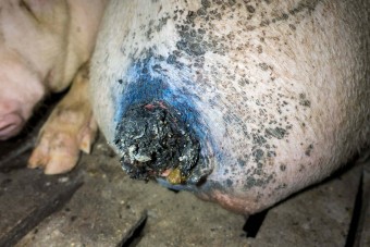 Staatsanwaltschaft handelt falsch