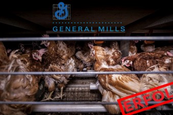Erfolgreiche Käfigfrei-Kampagne gegen General Mills