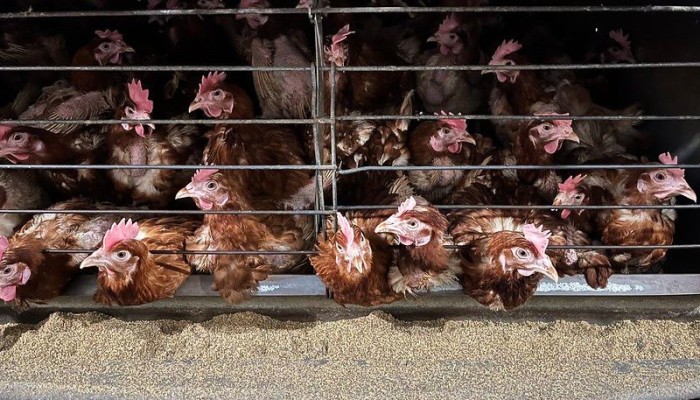 Huehner in Käfighaltung