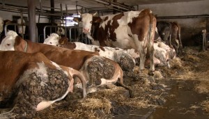 Kühe in Anbindehaltung