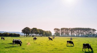 Zukunftskommission: Tierschutz beteiligen