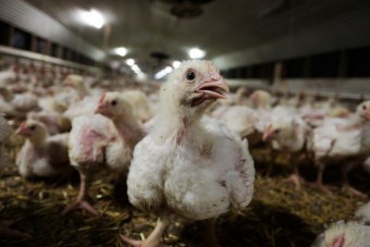 Ikea gibt Tierschutzpreis zurück