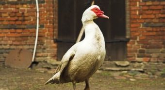 Niedersachsen verbietet Mast von Moschusenten