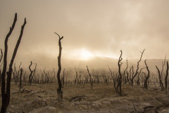 Tierprodukte befeuern globale Erwärmung